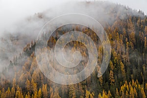 Colorful forest of golden spruces in autumn in fog