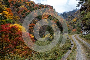 A colorful forest in a nature reserve