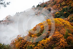 A colorful forest in a nature reserve