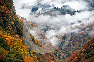 A colorful forest in a nature reserve