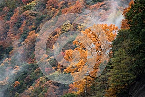 A colorful forest in a nature reserve