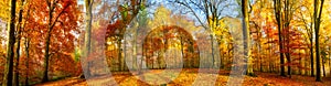 Colorful forest panorama in autumn