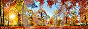 Colorful forest panorama in autumn