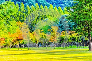 Colorful Forest Park in Nami Isalnd Korea