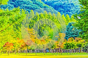 Colorful Forest Park in Nami Isalnd Korea