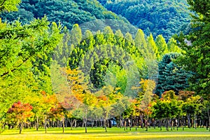 Colorful Forest Park at Nami Island Korea