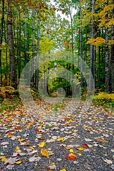 Colorful forest path during early autumn in Barron County, Wisconsin