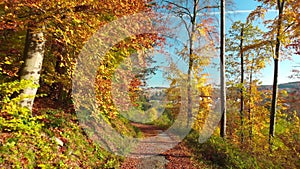 Colorful forest path in glorious weather