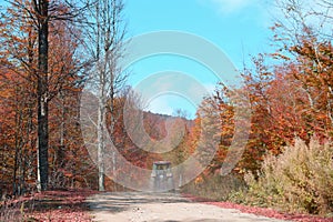 Colorful forest paths covered with yellowed trees in autumn