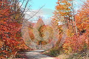 Colorful forest paths covered with yellowed trees in autumn