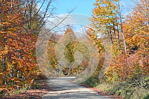 Colorful forest paths covered with yellowed trees in autumn