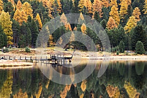 Colorful forest with pine and larch trees with reflection