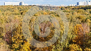 colorful forest and residential district in autumn