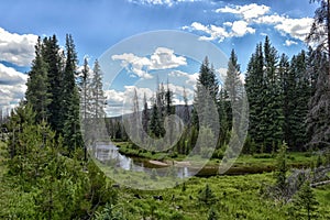 Colorful forest in Rocky Mountain National Park