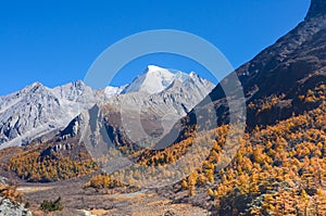 Colorful forest and snow mountain at Yading nature reserve