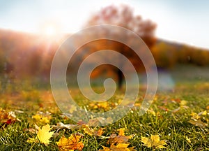 Colorful forest in sunlight. Autumn landscape with trees and sun. Beautiful foliage in the park. Falling leaves natural