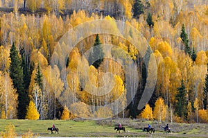 Colorful forest of Xinjiang at fall