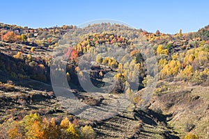 Colorful forests in hunedoara county,romania