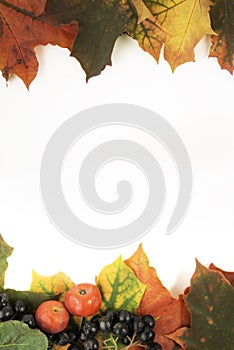 Colorful frame of fall harvest - autumn maple  leaves, wild apples and chokeberry on white background