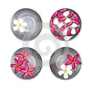 colorful frangipani flower petal floating on water surface in four silver metal bowl isolated on white background