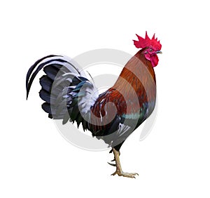 Colorful free range healthy male rooster chicken isolated on white background