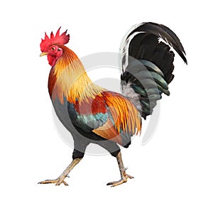 colorful free range male rooster isolated on white background