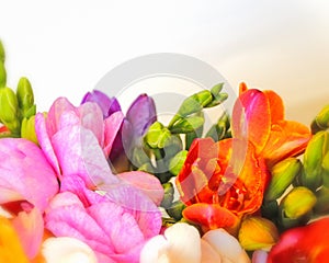 Colorful freesia flowers on pale white background