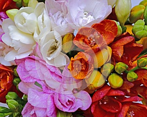 Colorful freesia flowers top view, natural background