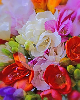 Colorful freesia flowers top view, natural background