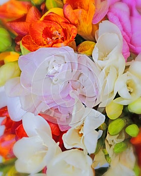 Colorful freesia flowers top view, natural background