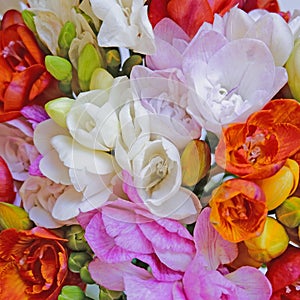 Colorful freesia flowers top view, natural background