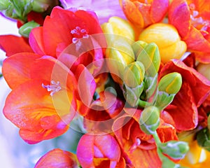 Colorful freesia flowers top view, natural background