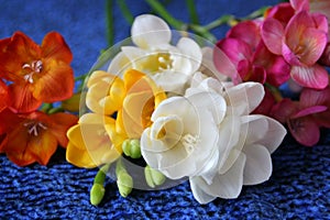 Colorful freesias