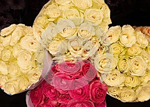 colorful fresh cut rose flowers for Valentine\'s day