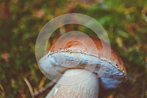 Colorful fresh edible porcini mushroom on the green mossy forest