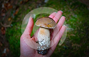 Colorful fresh edible porcini mushroom in the hand, blurred green mossy forest on background. Penny bun white mushroom closeup on