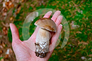 Colorful fresh edible porcini mushroom in the hand, blurred green mossy forest on background. Penny bun white mushroom closeup on