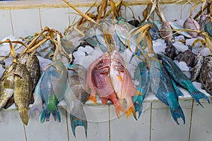 Colorful fresh fish at a market in Medina