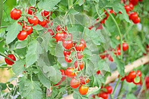 Colorful fresh red tomatoes hanging on trees in organic vegetable farm ,nature background