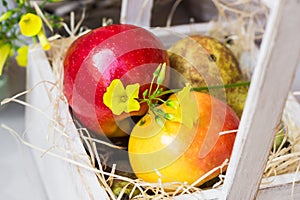 Colorful fresh red yellow apples pears in vintage wood box on straw, yellow flower, outdoor in garden, summer