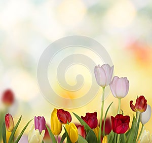 Colorful fresh spring tulips flowers background