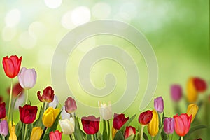 Colorful fresh spring tulips flowers background photo