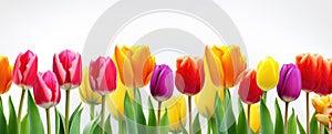 Colorful fresh spring tulips flowers border in a row on white background