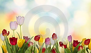 Colorful fresh spring tulips flowers.Nature background. photo