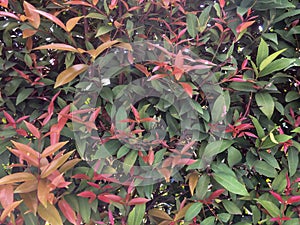 Colorful fresh syzygium austral Australian Rose Apple, Brush Cherry, Creek Lily Pilly, Creel Satinash. photo
