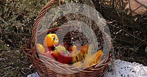 Colorful fresh tomatoes, pumpkins and bell peppers in wicker basket under tree