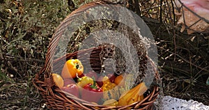 Colorful fresh tomatoes, pumpkins and bell peppers in wicker basket under tree