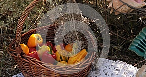 Colorful fresh tomatoes, pumpkins and bell peppers in wicker basket under tree