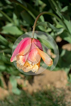 Colorful fresh tulip flower bloom in the garden