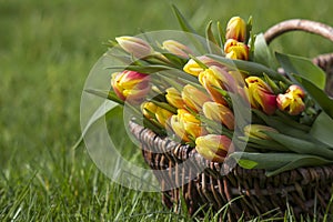 Colorful fresh tulips in wicker basket